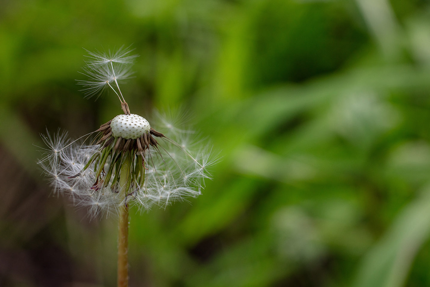 Photo Safari: Wildflowers | Multiple Dates