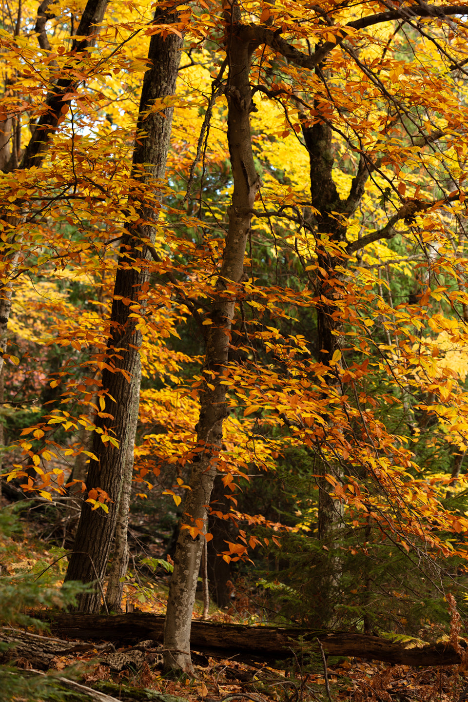 Photo Walk: Fall Foliage | Multiple Dates