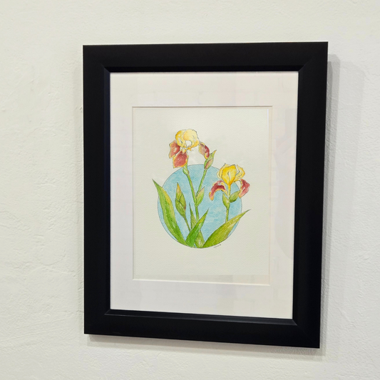 Mill Street Iris