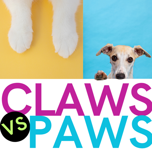 Vote for the Favored Furball of Green Bay!