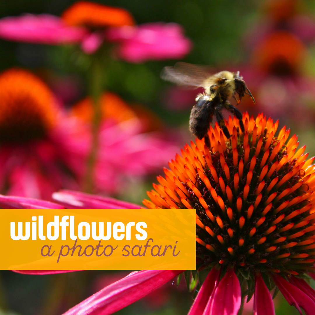 Photo Safari: Wildflowers | Multiple Dates