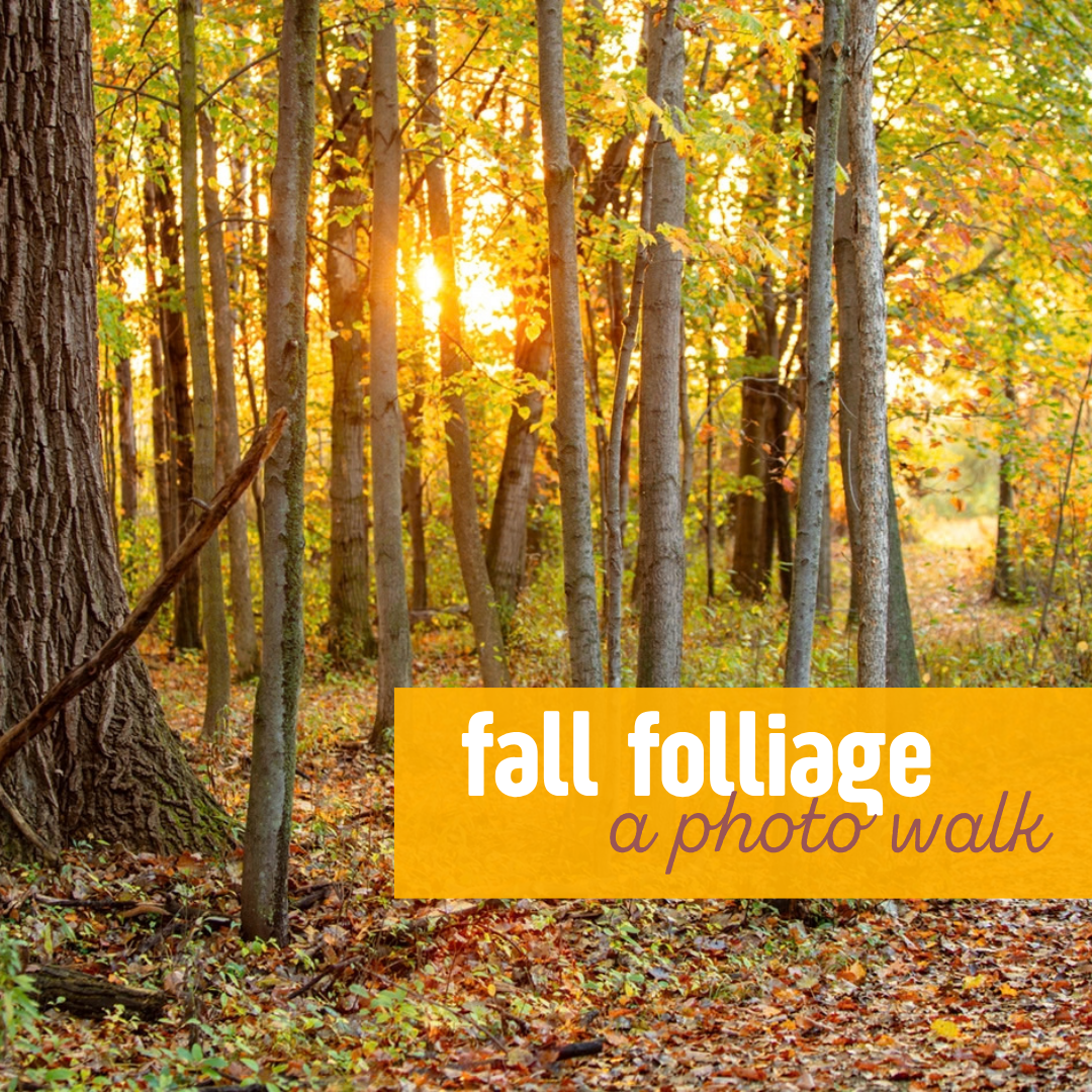 Photo Walk: Fall Foliage | Multiple Dates
