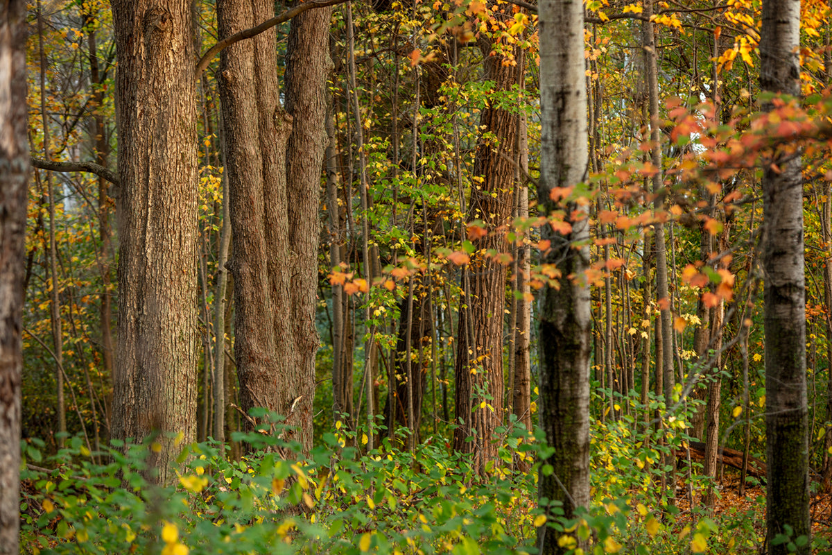 Photo Walk: Fall Foliage | Multiple Dates