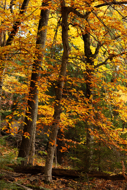 Photo Walk: Fall Foliage | Multiple Dates