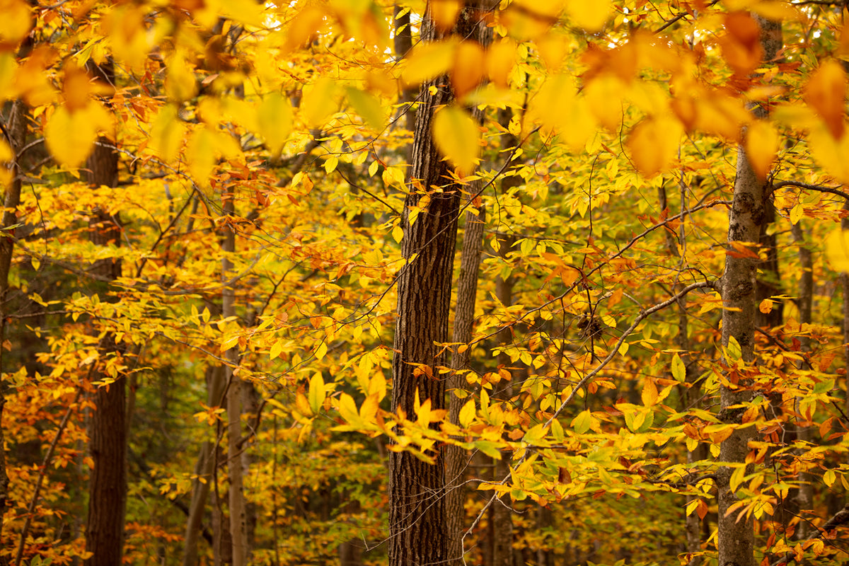 Photo Walk: Fall Foliage | Multiple Dates