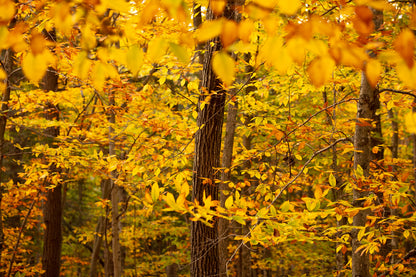 Photo Walk: Fall Foliage | Multiple Dates