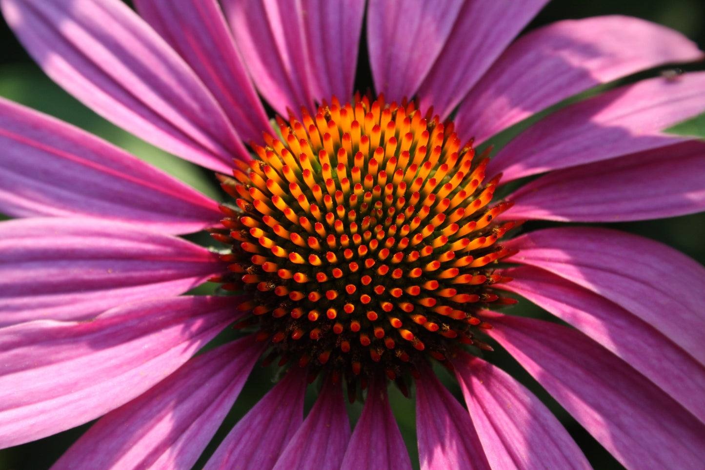 Photo Safari: Wildflowers | Multiple Dates