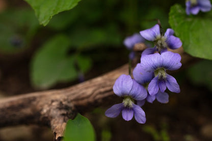 Photo Safari: Wildflowers | Multiple Dates